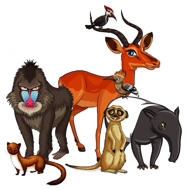 Free vector picture of many animals