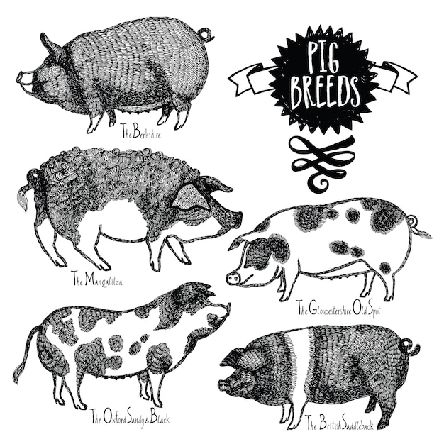 豚の品種ベクトルイラストスケッチスタイル手描き