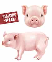 Free vector pig realistic icons set