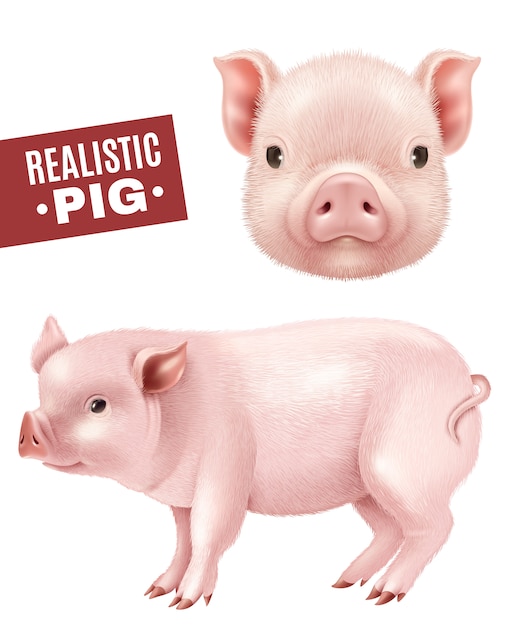 Pig Realistic Icons Set