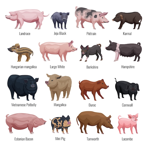 Pig set with mini pig and Hampshire breeds flat isolated vector illustration