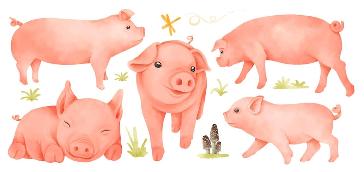 Free Vector pigs illustrations watercolor style