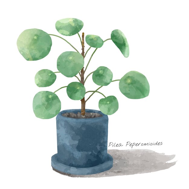 Pilea Peperomioidesの植物はwhtieバックグラウンドで隔離されています