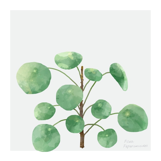 Free vector pilea peperomioides plant isolated on whtie background