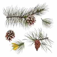 Free vector pine branches colored print