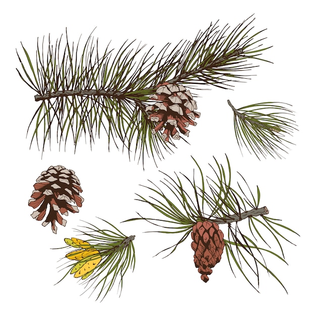 Pine branches colored print