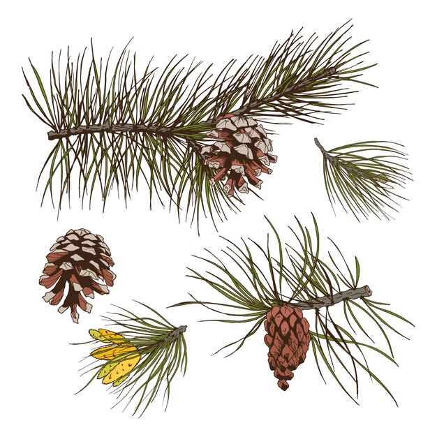 Pine branches colored print