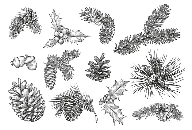 Pine branches isolated hand drawing illustration set