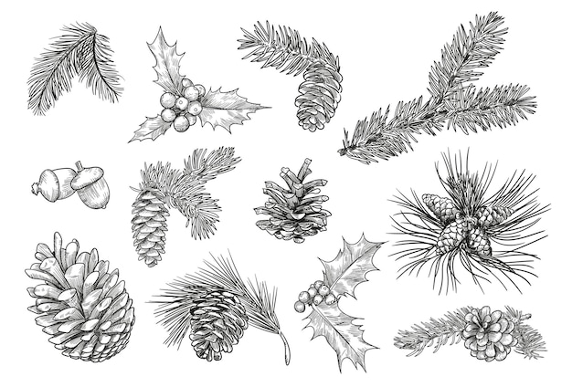 Pine branches isolated hand drawing illustration set