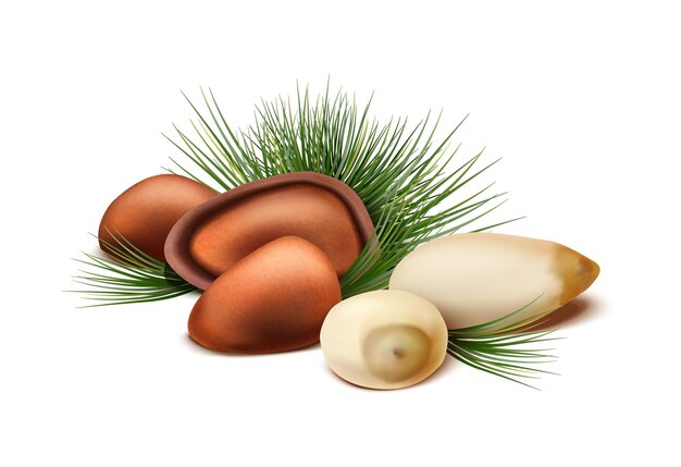 Pine nuts with or without shell and fir tree Isolated on white