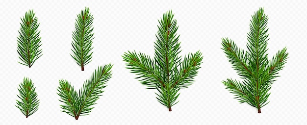 Free vector pine tree branch fir twigs with green needles