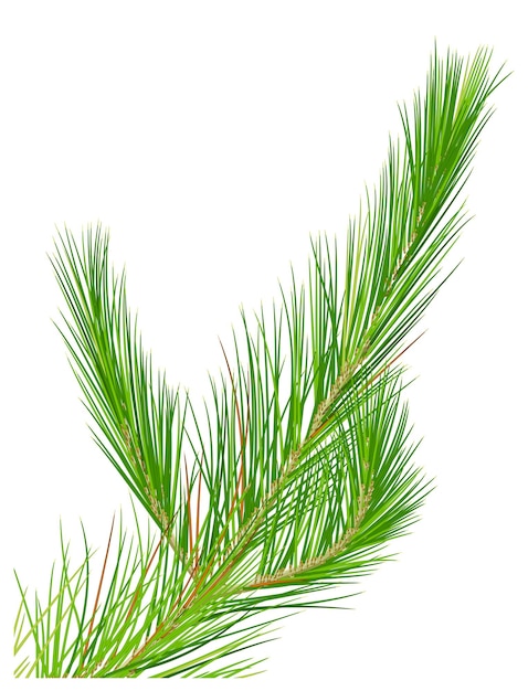 Free vector pine