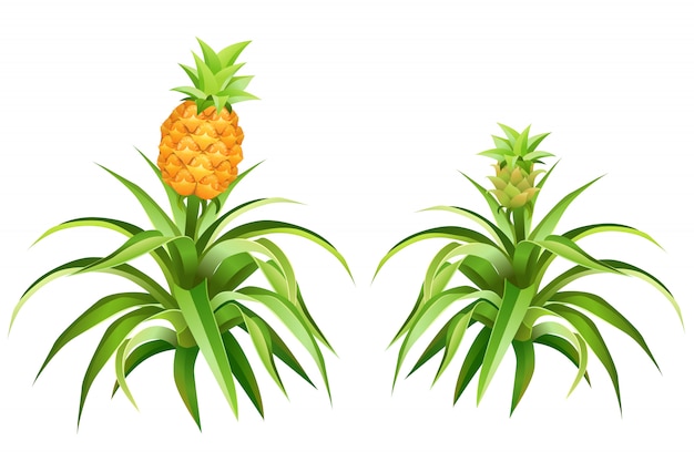 Pineapple tree with fruits and leaves