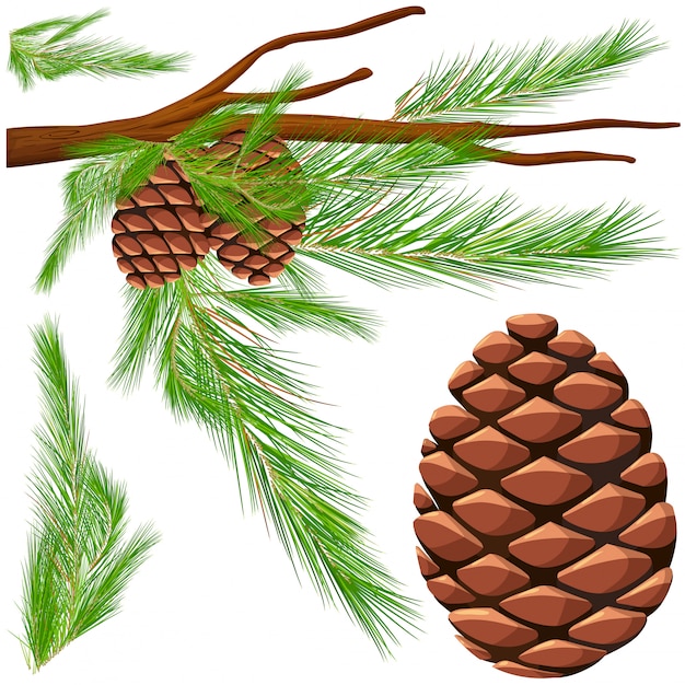 Pinecone on the branch