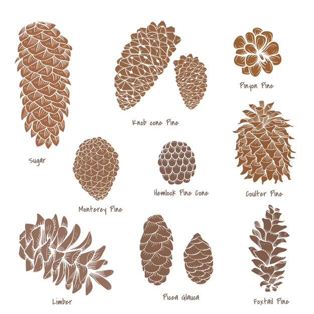 pinecone collection