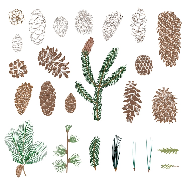 Free Vector pinecone collection