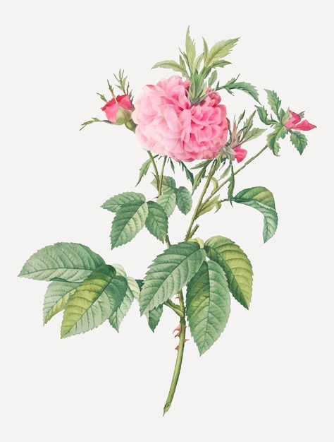 Розовая роза агата