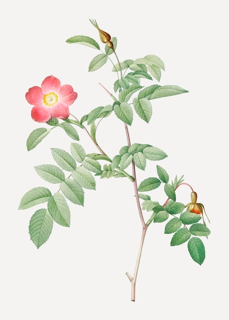 Rosa alpina rosa