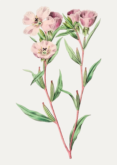 Ветка розового амариллиса