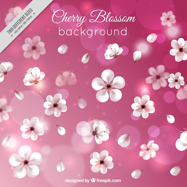 Pink bokeh background of cherry blossoms