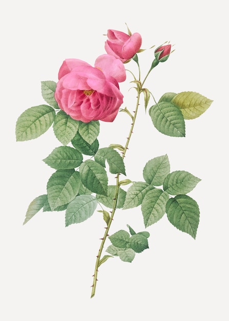 Розовые бурбоновые розы
