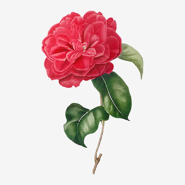 Vettore gratuito fiore di rosa camelia rosa