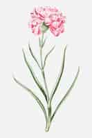 Free vector pink caryophyllus maximus carnation