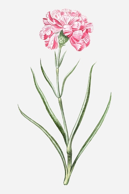 Pink caryophyllus maximus carnation