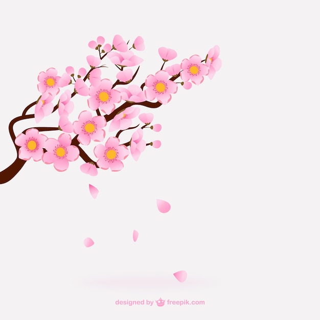 Pink cherry blossoms