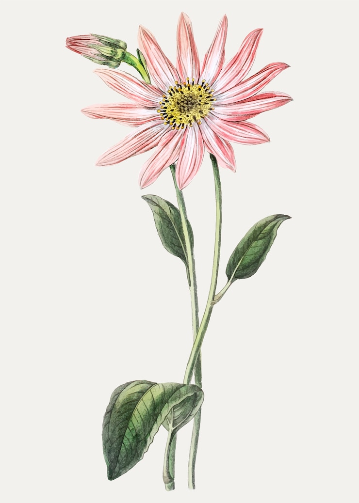 Free Vector pink coneflower
