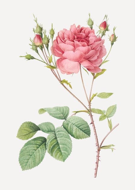 Free vector pink cumberland rose
