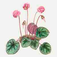 Free vector pink cyclamen