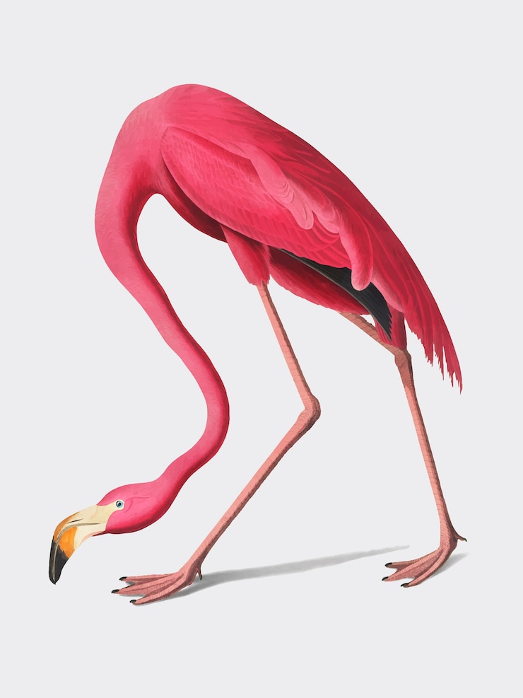 Free Vector pink flamingo illustration