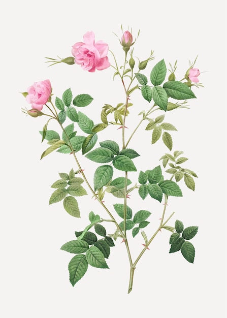 핑크 꽃 rosebush