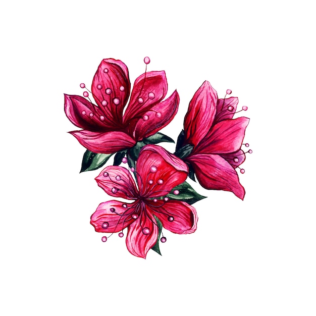 ピンクの花の水彩画、梅の花