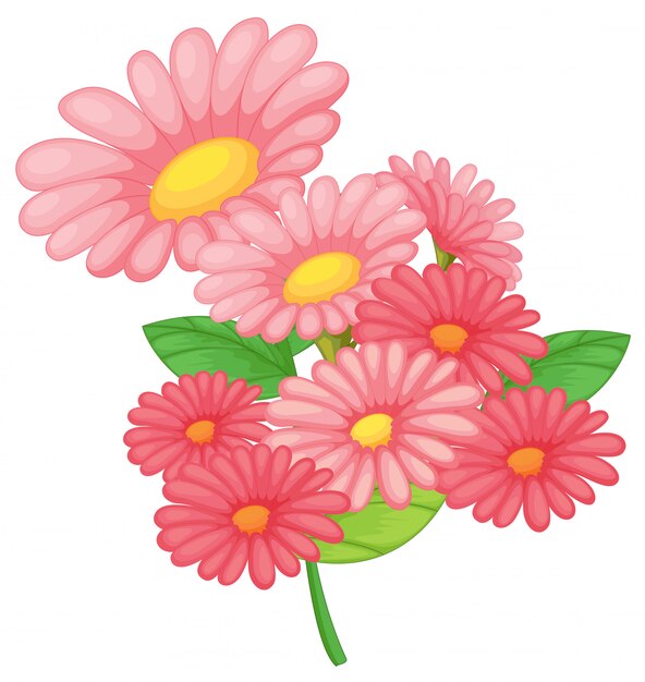 Pink flowers on white background