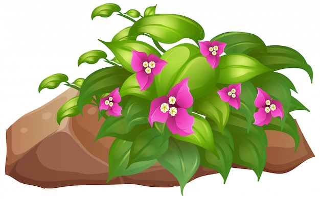 Pink flowers with green leaves on white 