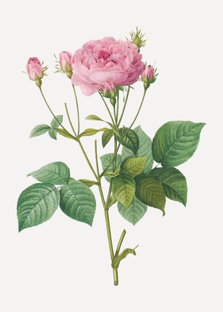 Rose francesi rosa