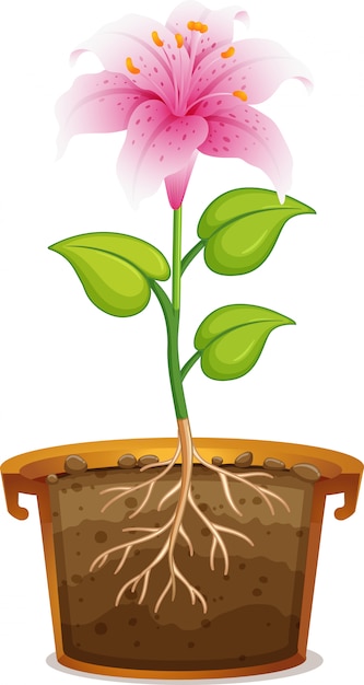 Pink lily in clay pot on white background