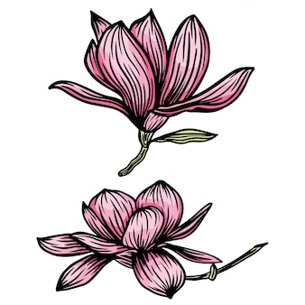 흰색 배경에 라인 아트가 있는 분홍색 목련 꽃과 잎 그림 그리기