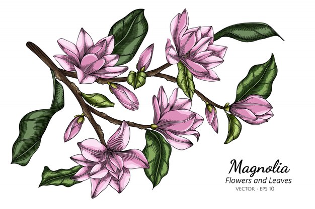 ピンクのマグノリアの花と葉のイラストを描く プレミアムベクター