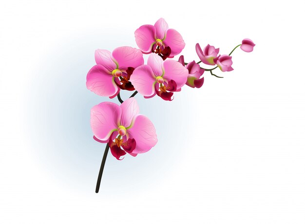 Pink orchid branch. Phalaenopsis, blossom, houseplant. 