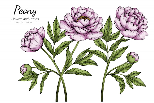 ピンクの牡丹の花と白い背景のラインアートとイラストを描く葉 プレミアムベクター