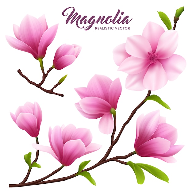 無料ベクター ピンクのリアルなマグノリアの花のアイコンが美しく、かわいい葉と枝に花を設定