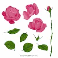 Бесплатное векторное изображение Розовая роза в части