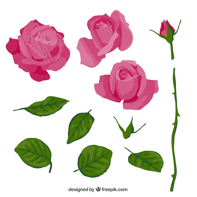 Free vector pink rose in parts