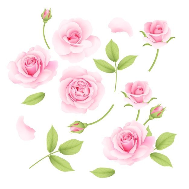 Pink roses vector collection Premium Vector