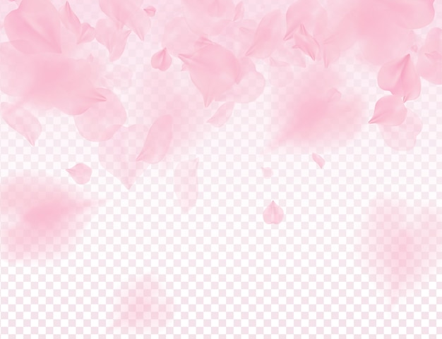 10 421 Sakura Images Free Download