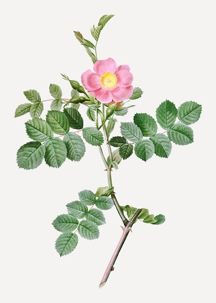 Free vector pink sweet briar rose