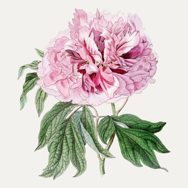 Pink tree peony